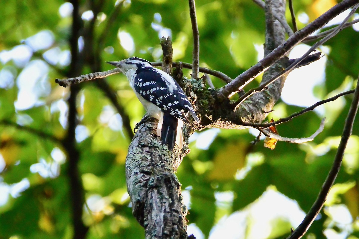 Hairy Woodpecker - ML485342901