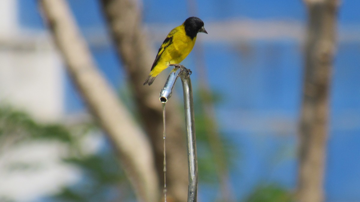 Hooded Siskin - ML485345521