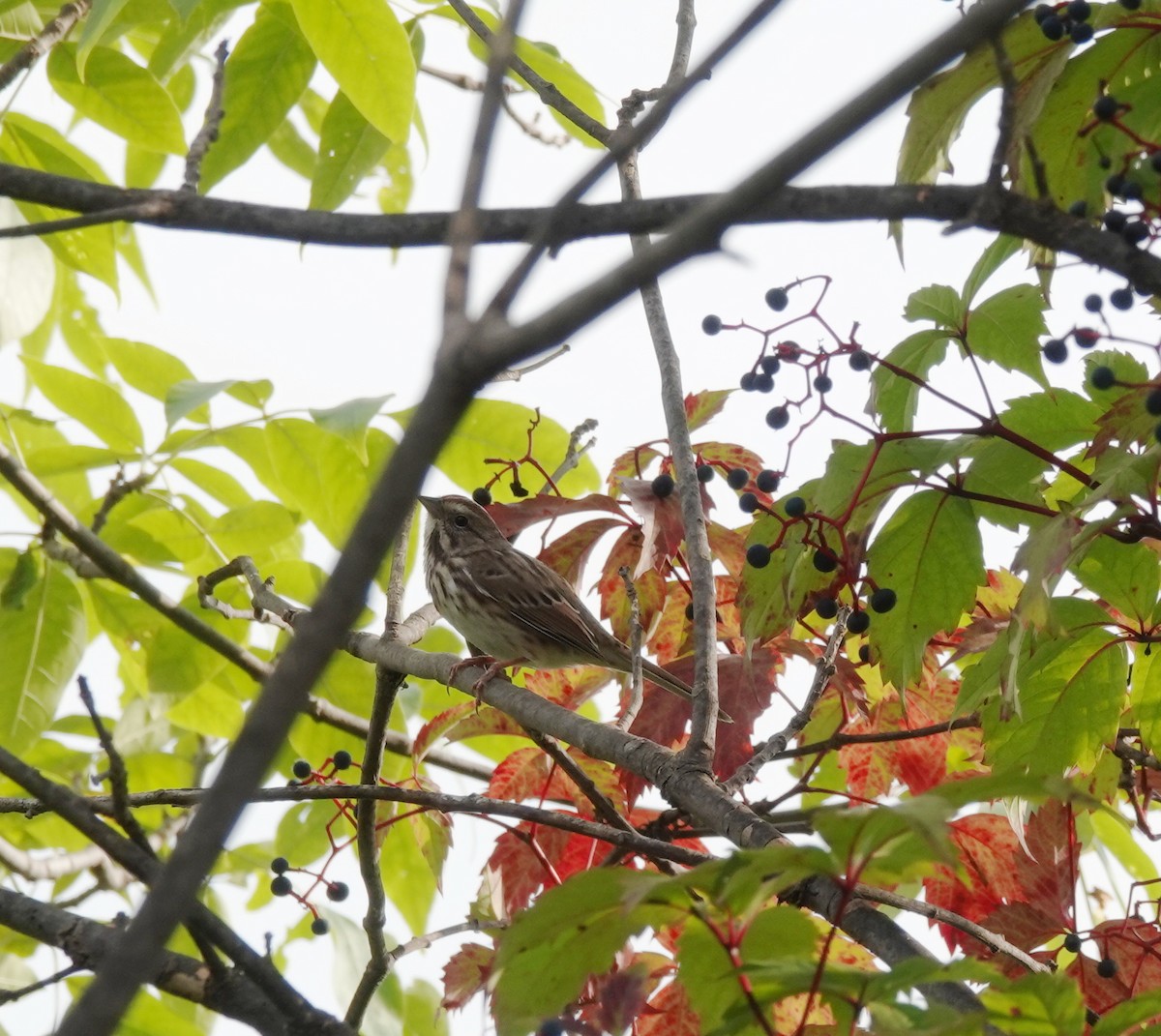 Song Sparrow - ML485345671