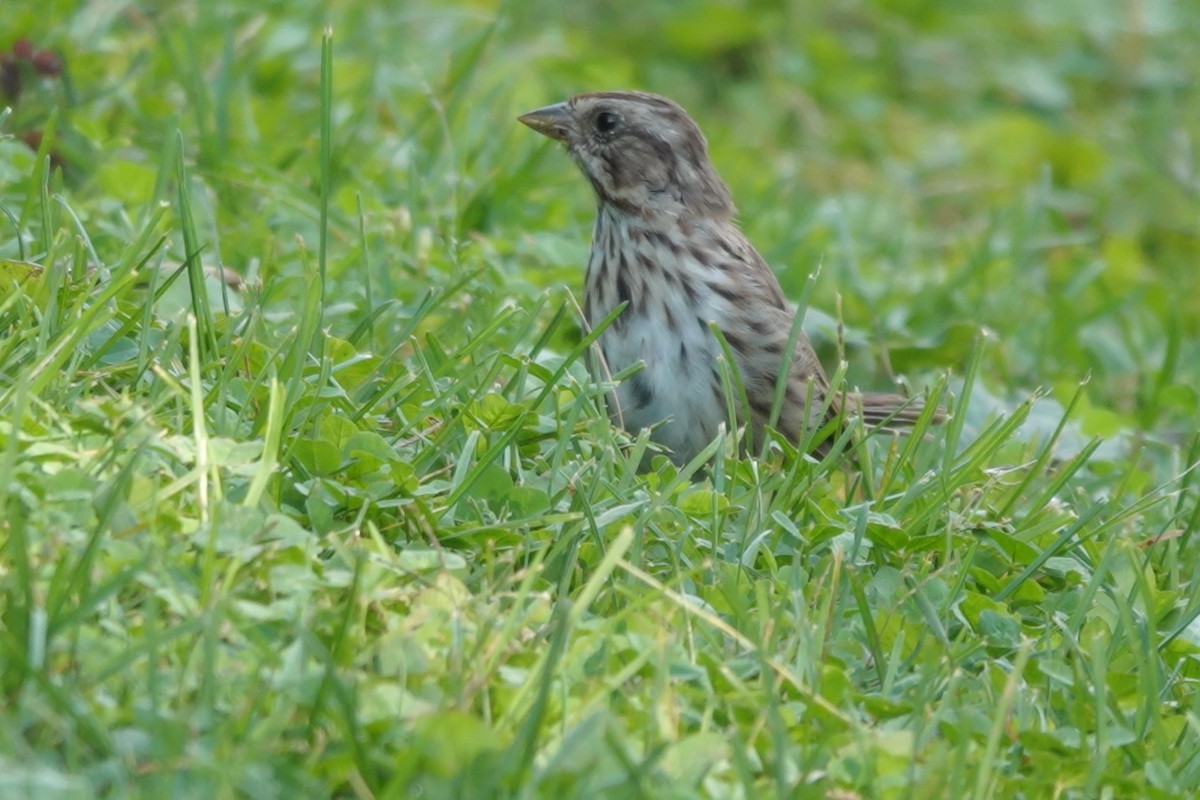 Song Sparrow - ML485345681
