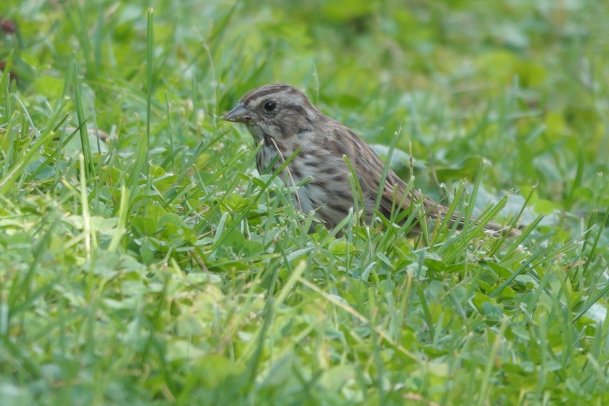 Song Sparrow - ML485345691
