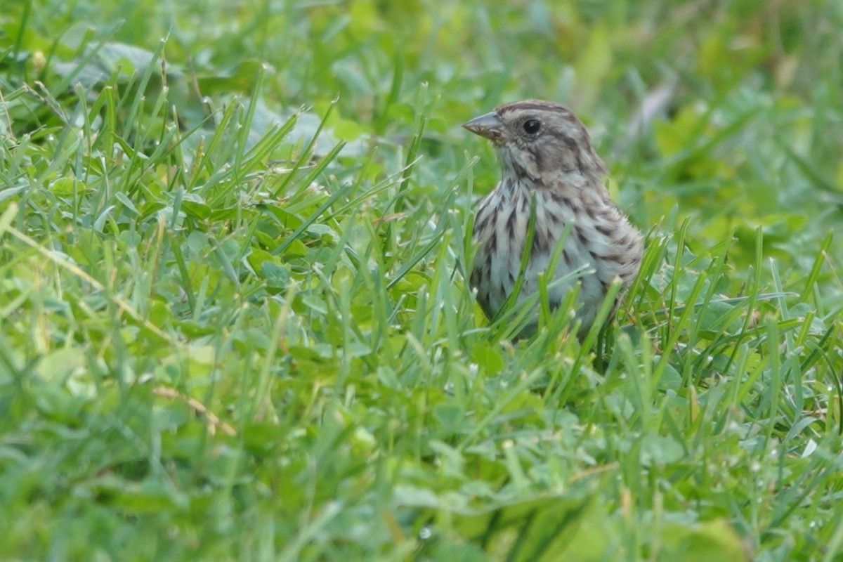 Song Sparrow - ML485345701