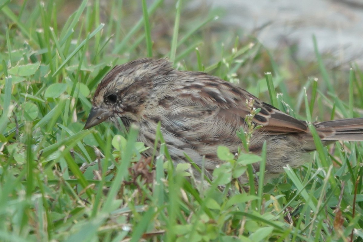 Song Sparrow - ML485345761