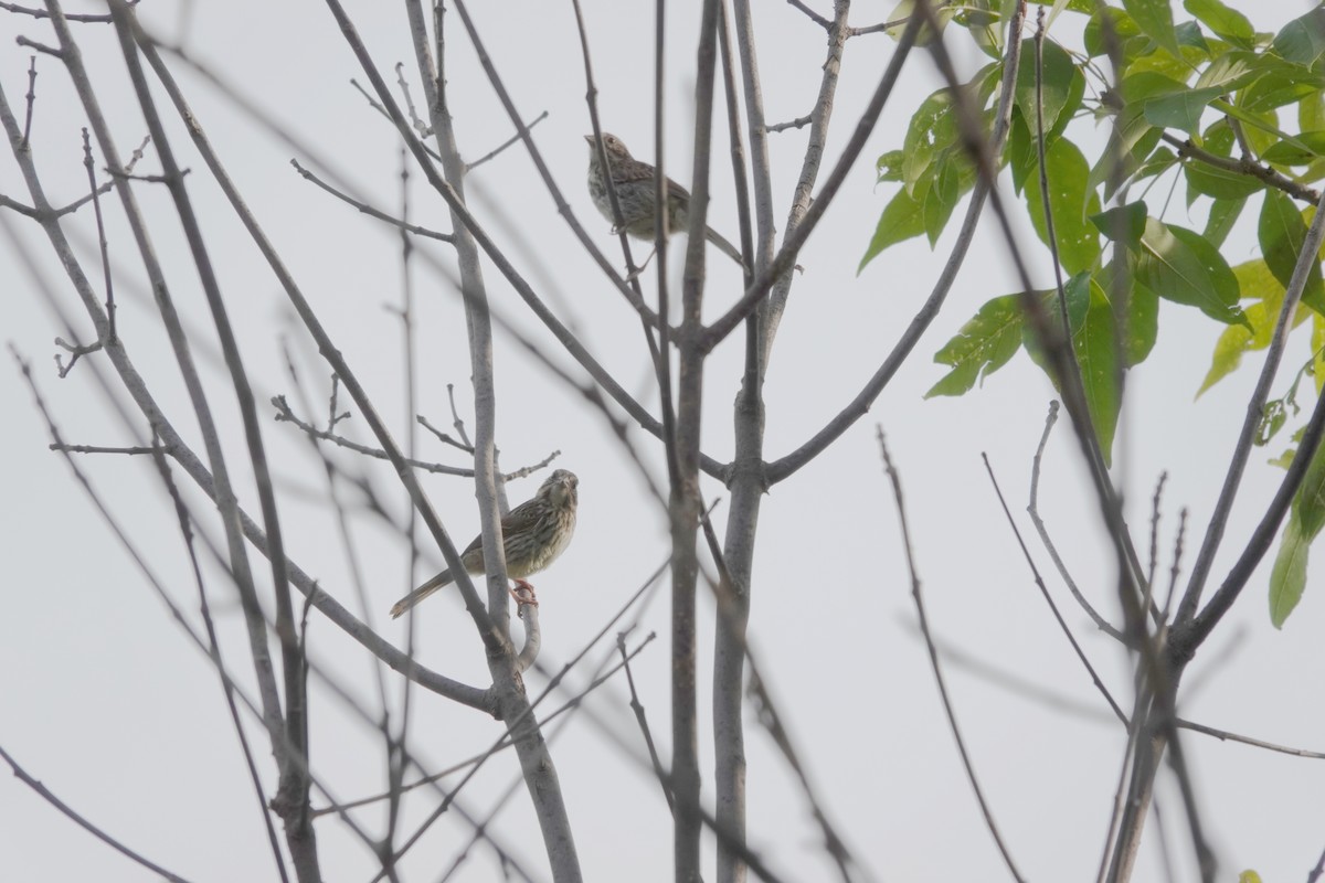 Song Sparrow - ML485345771
