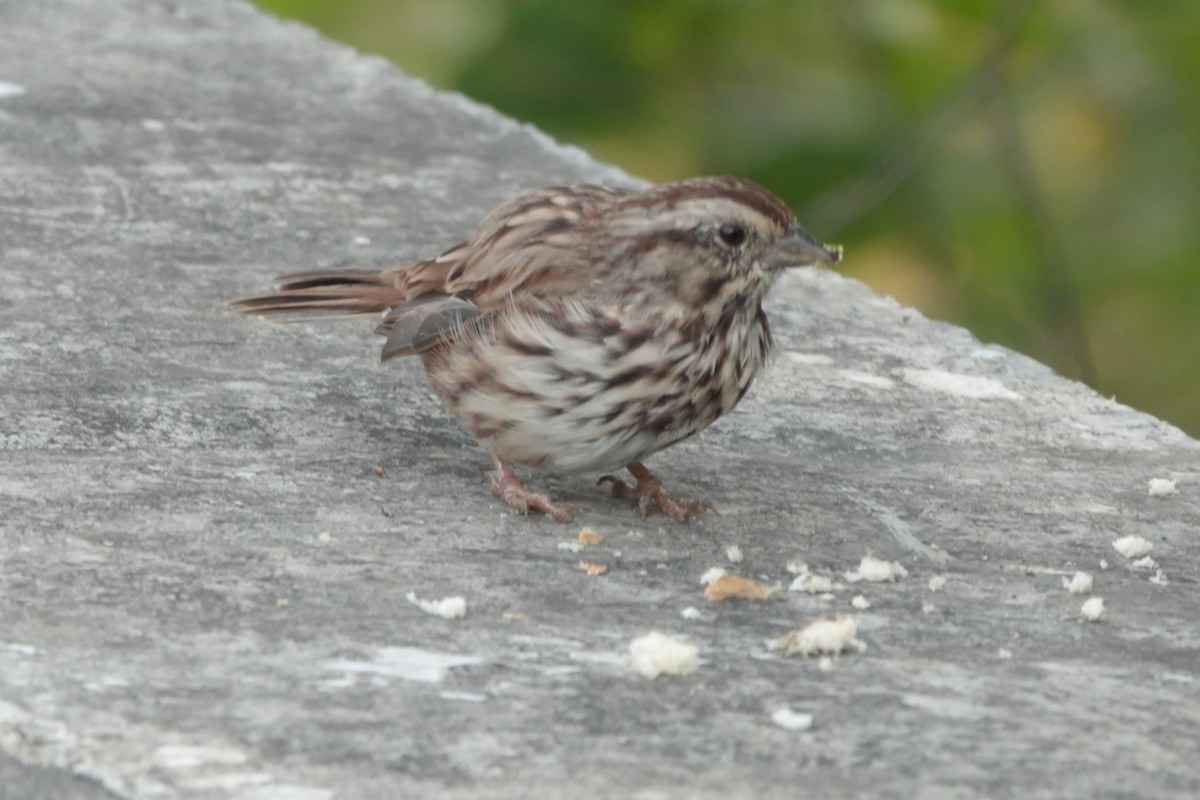 Song Sparrow - ML485345811