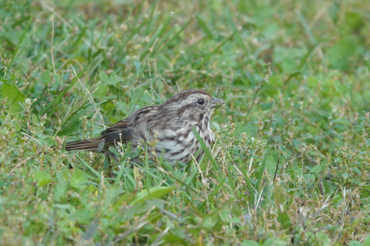 Song Sparrow - ML485345821