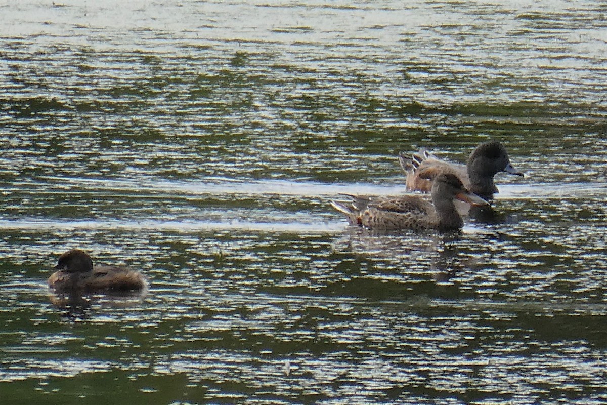 American Wigeon - K K