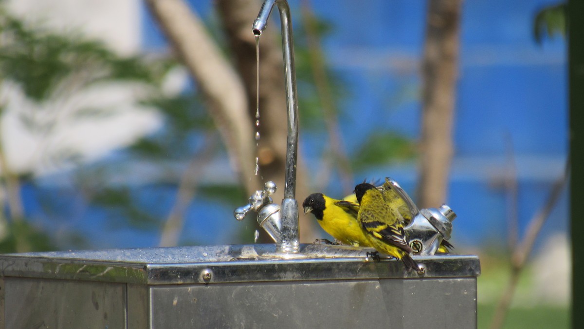 Hooded Siskin - ML485346161