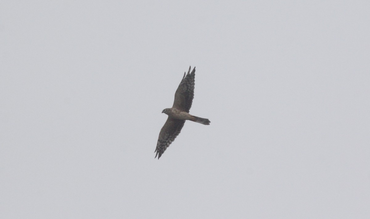 Pallid Harrier - ML485346331