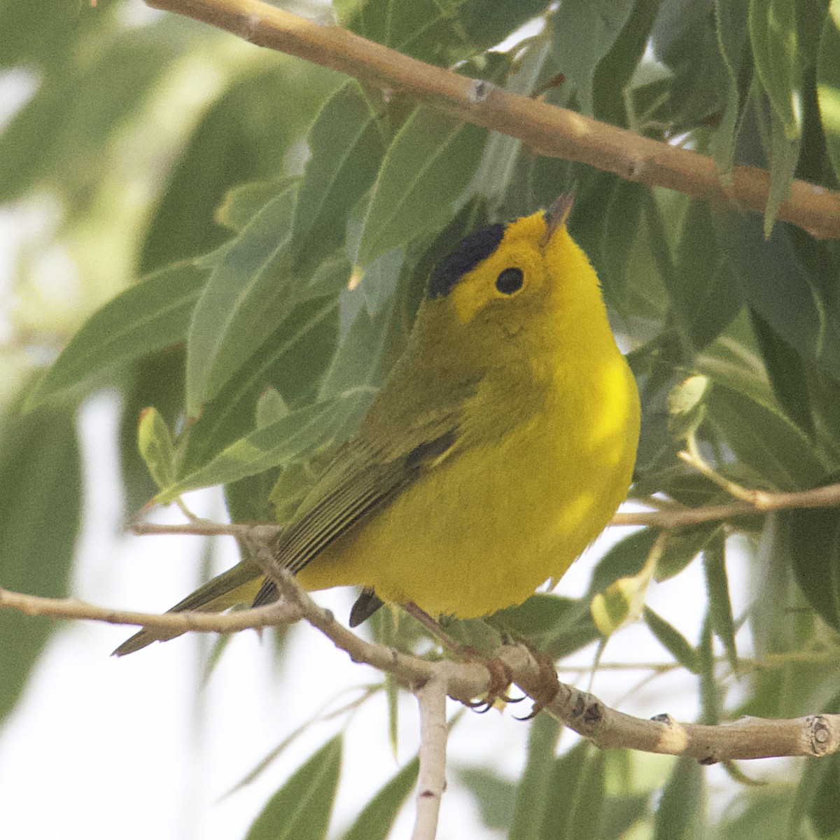 Wilson's Warbler - ML485347021