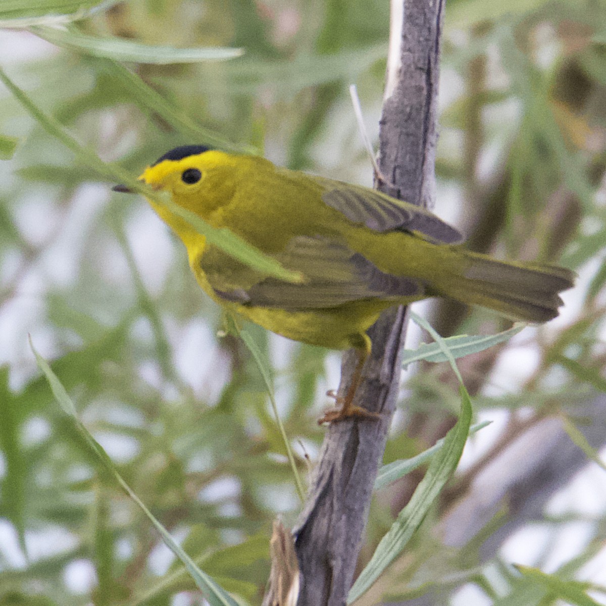 Wilson's Warbler - ML485347031