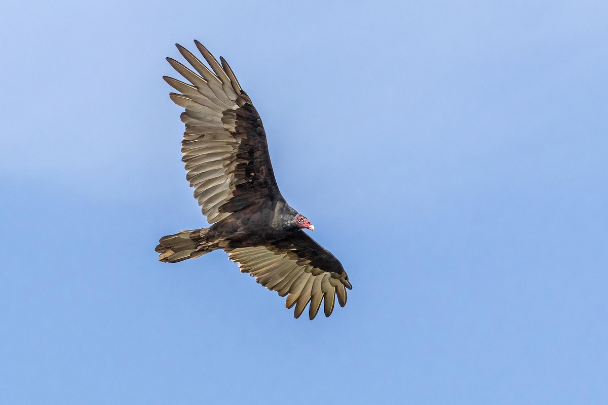 Turkey Vulture - Tess F