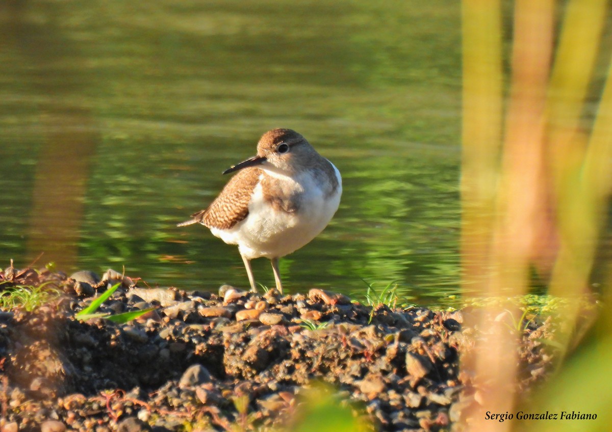Common Sandpiper - ML485347681