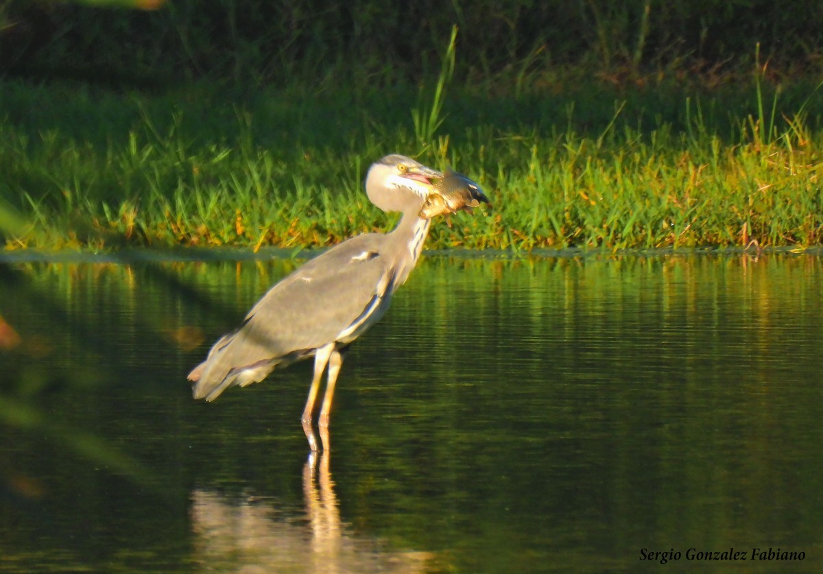 Gray Heron - ML485347771