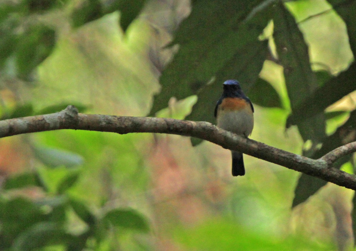 Blaukehl-Blauschnäpper - ML48534861