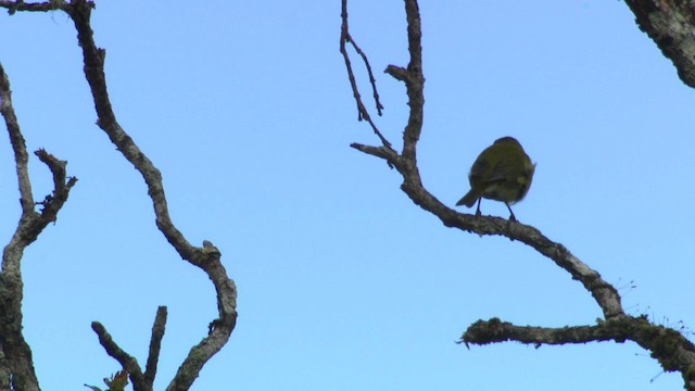 Kauai-Amakihikleidervogel - ML485349