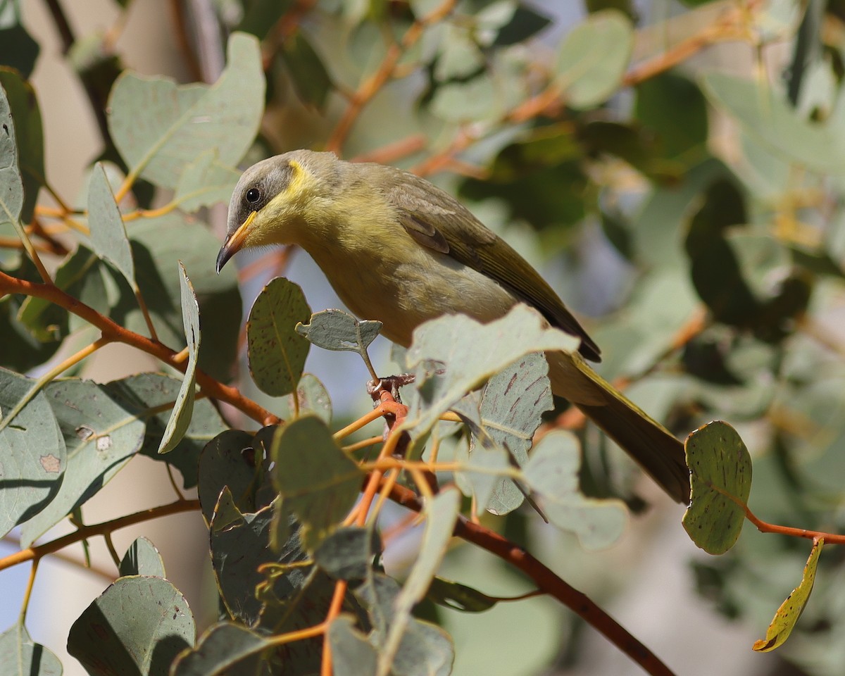 Gray-headed Honeyeater - John Lowry