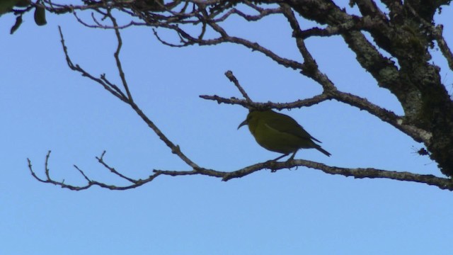 Kauai-Amakihikleidervogel - ML485350