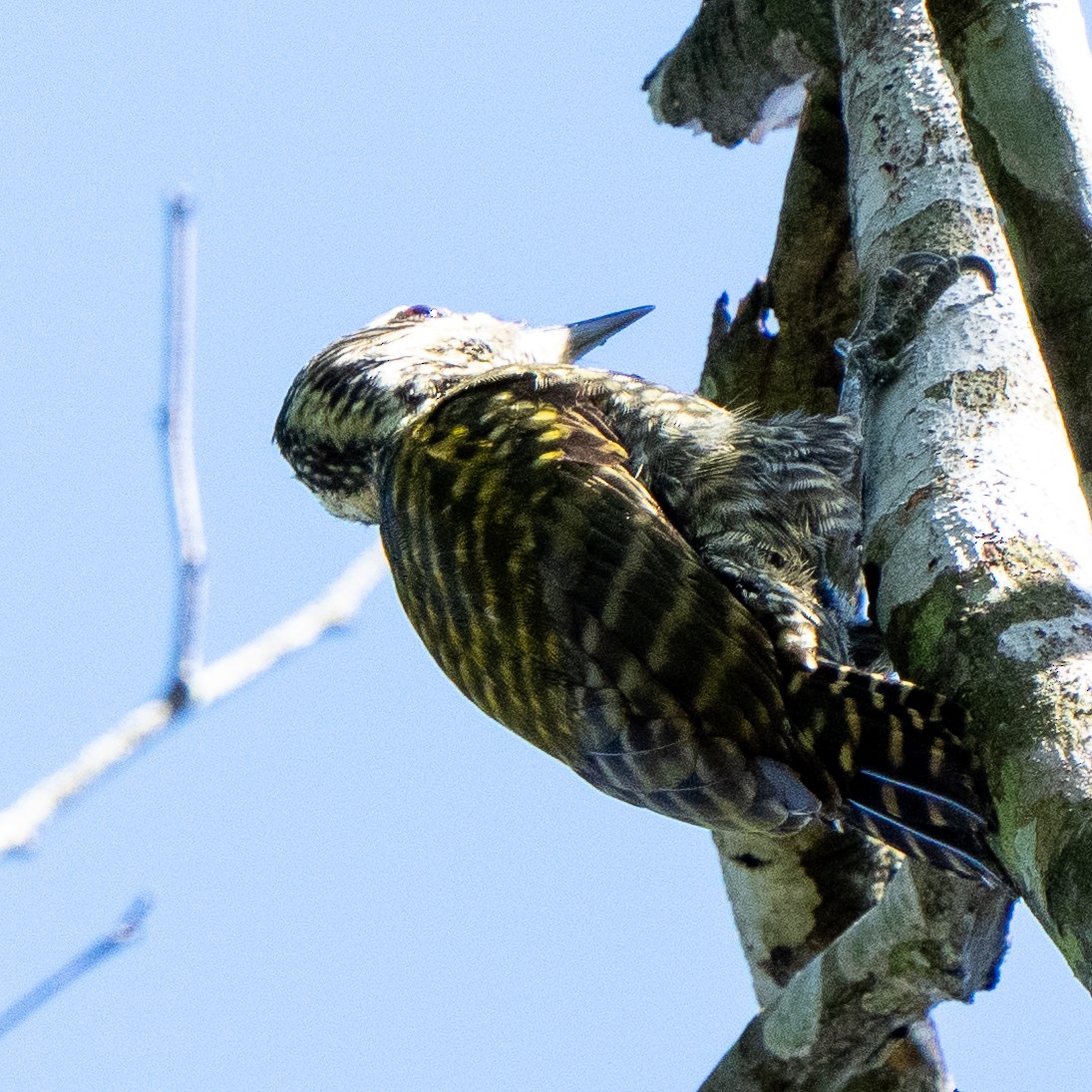 White-spotted Woodpecker - Steve McInnis