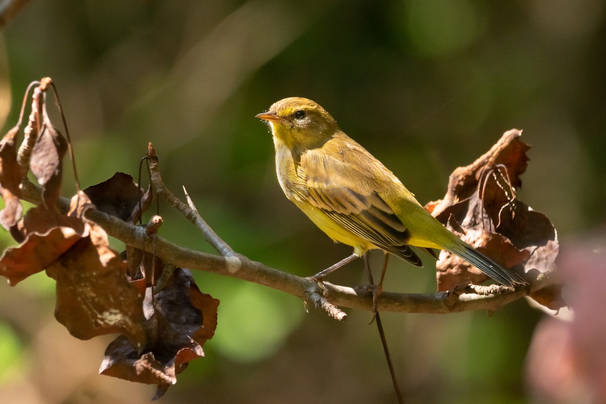 Tennessee Warbler - ML485350561