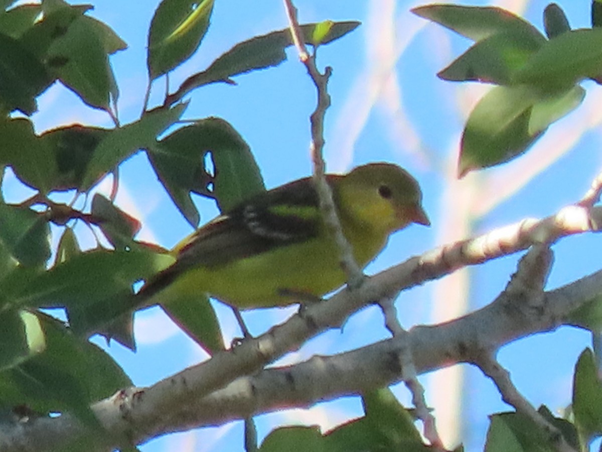 Western Tanager - ML485351711
