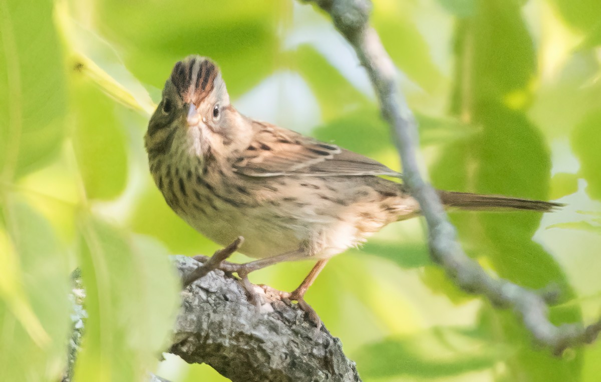 Lincoln's Sparrow - Heather Van Dyk