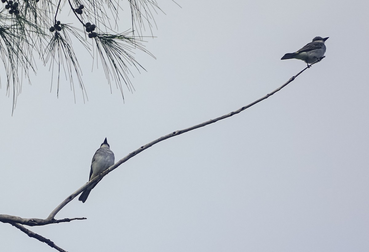 Gray Kingbird - ML485353711