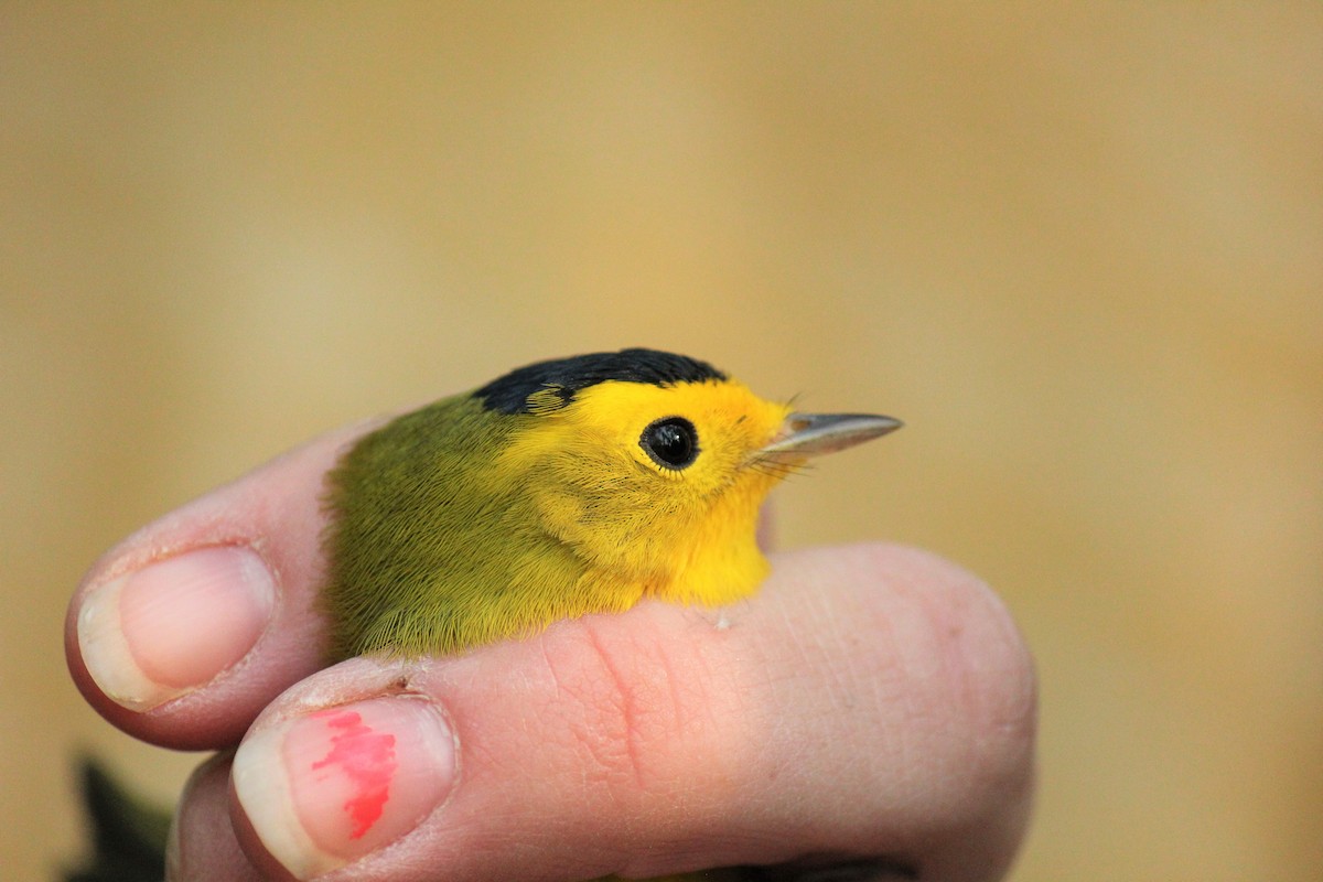 Wilson's Warbler - ML485353821