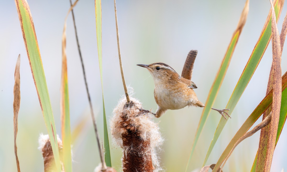 Marsh Wren - ML485354301