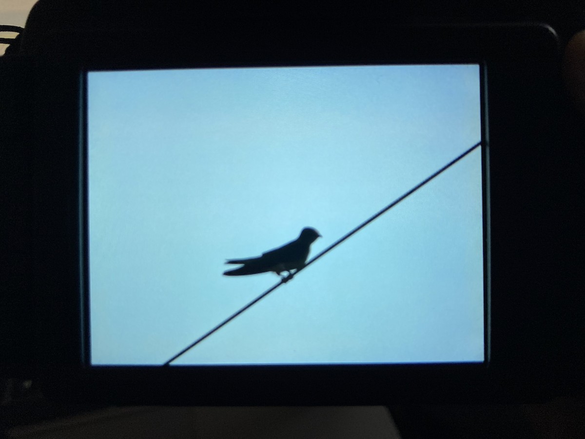Purple Martin - ML485355551