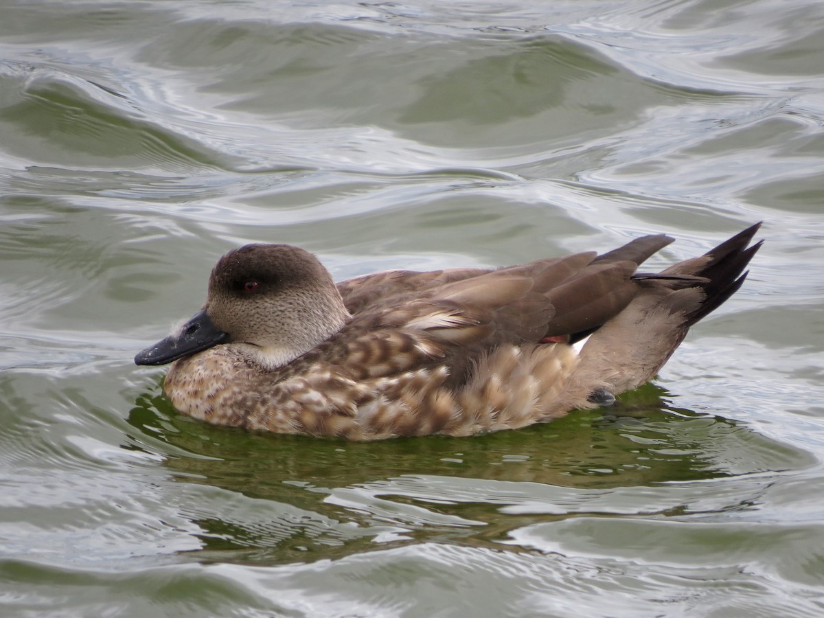 Crested Duck - Tom Edell