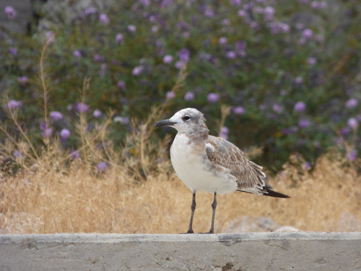 Mouette atricille - ML485356451