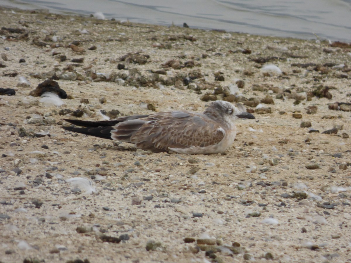 Laughing Gull - ML485356461