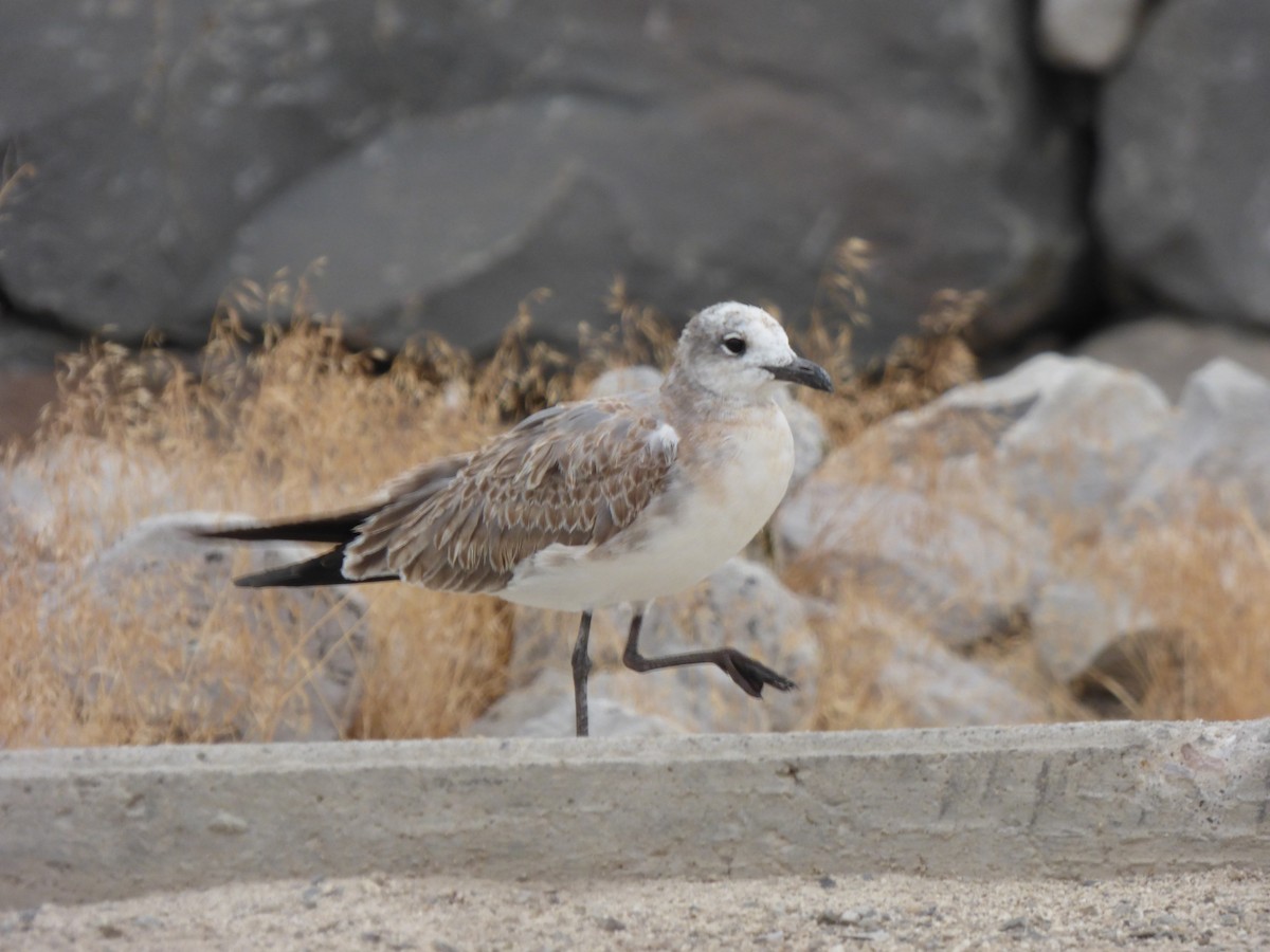 Laughing Gull - ML485356481