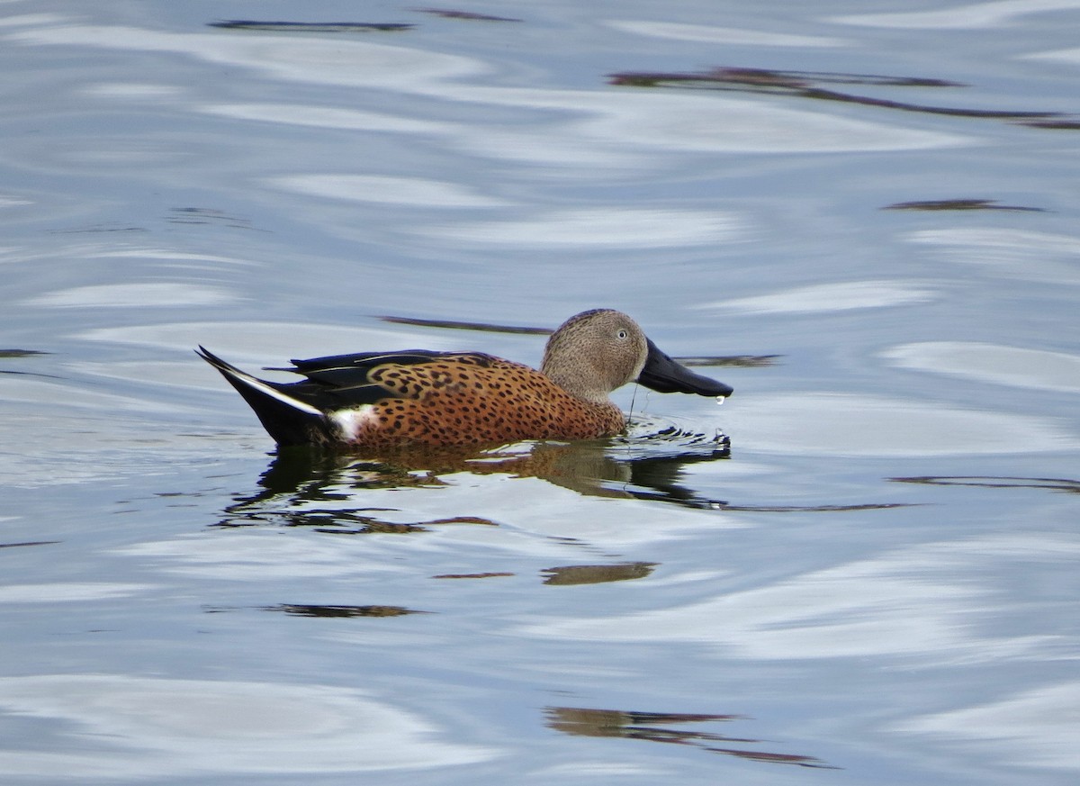 Red Shoveler - Tom Edell