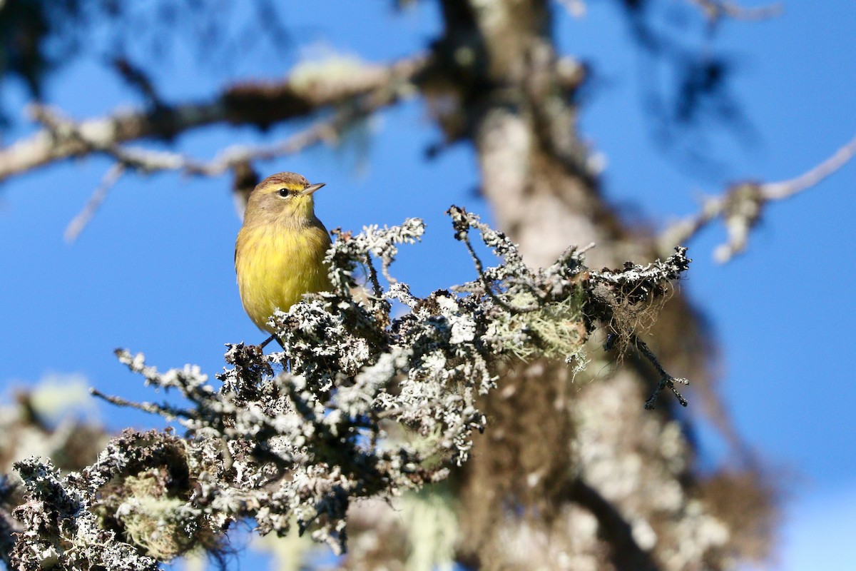 Palm Warbler (Yellow) - ML485357521