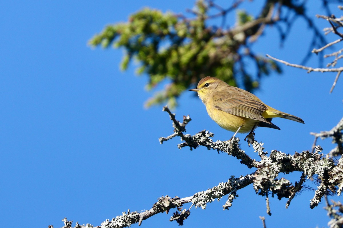 Palm Warbler (Yellow) - ML485357601