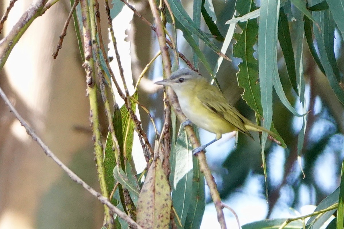 Yellow-green Vireo - ML485358091