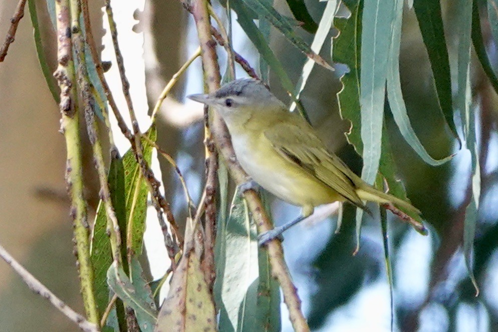 Yellow-green Vireo - ML485358131