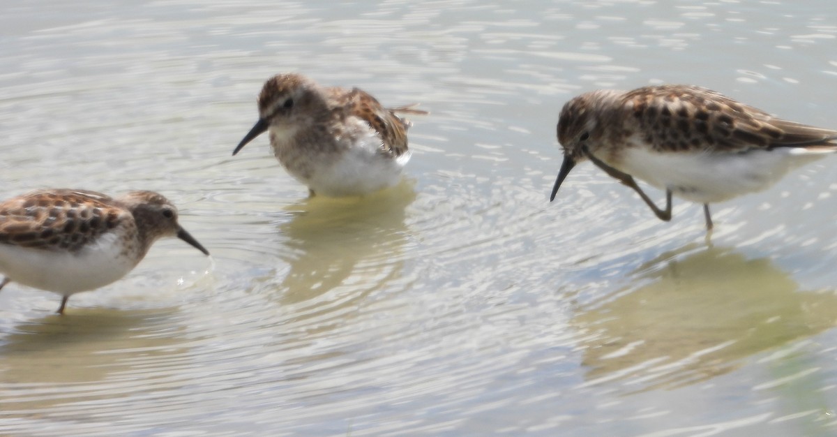 pygmésnipe - ML485359231