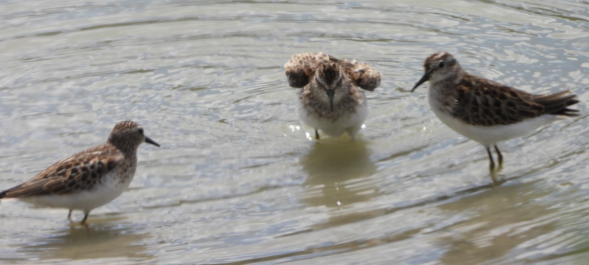 pygmésnipe - ML485359241