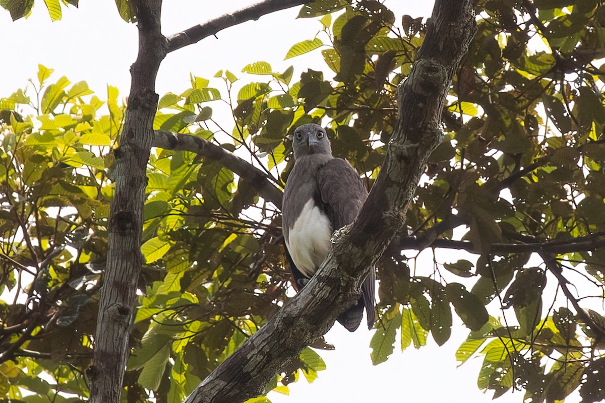 Braunschwanz-Seeadler - ML485360721