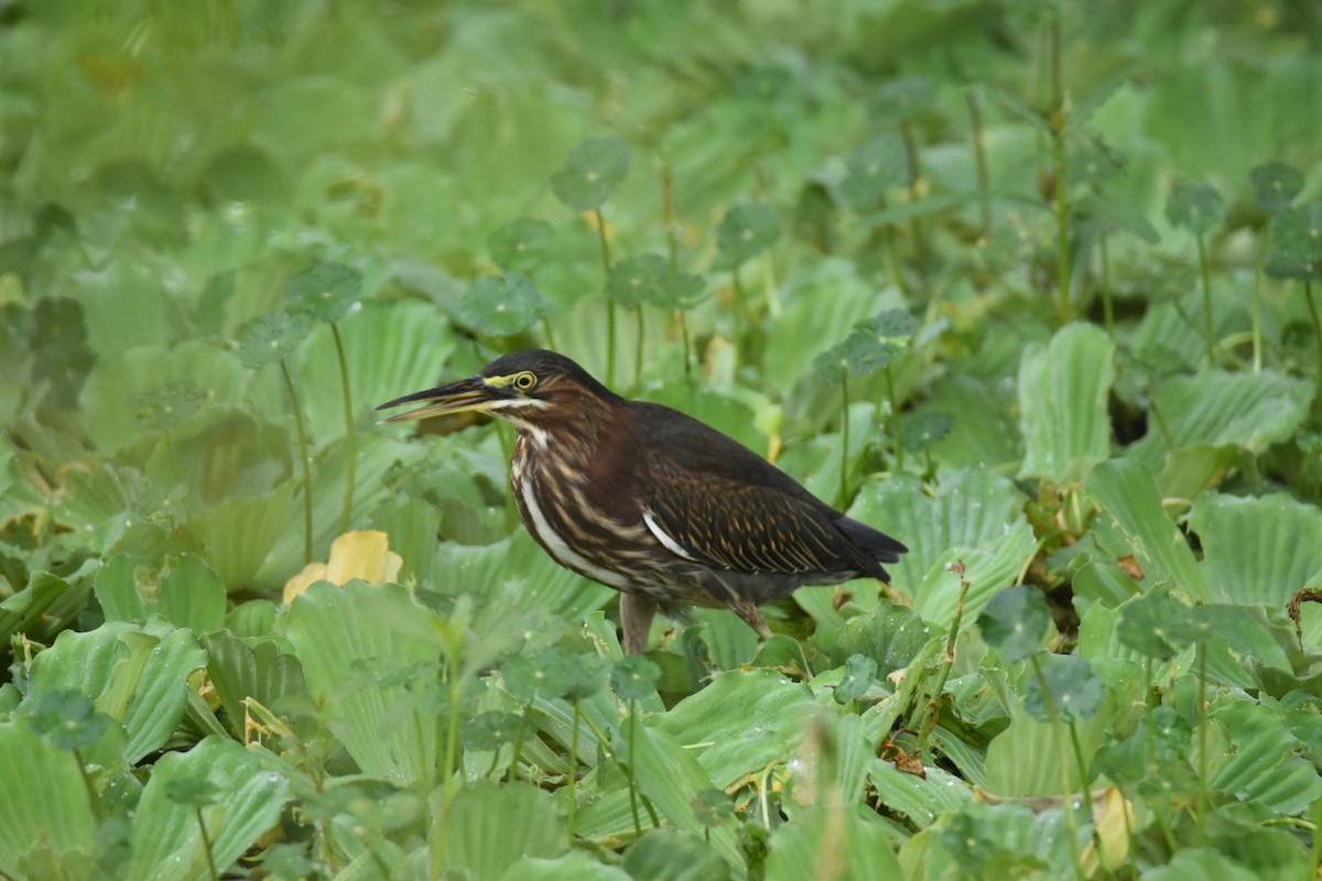ML485361091 - Green Heron - Macaulay Library