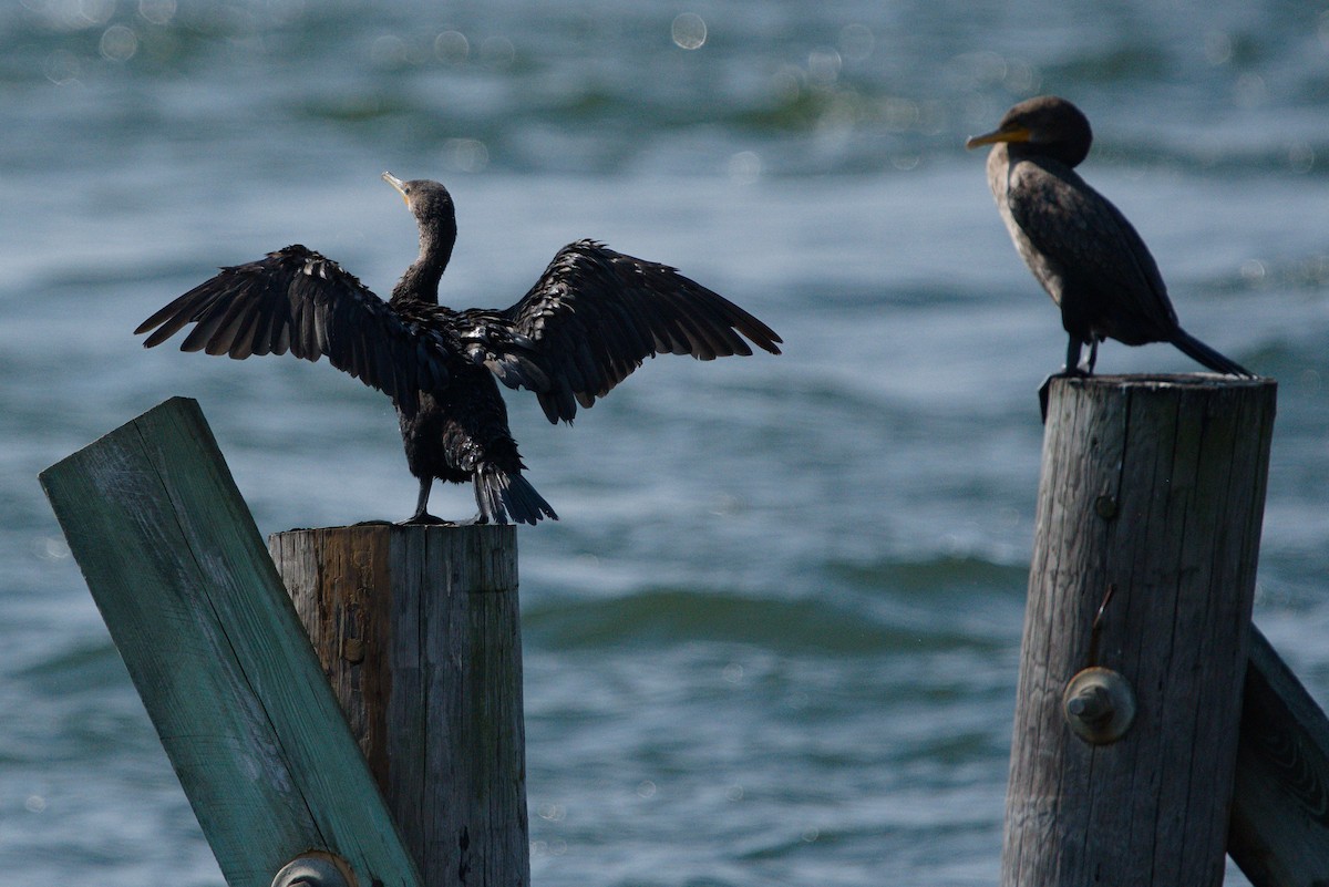 Double-crested Cormorant - ML485361431