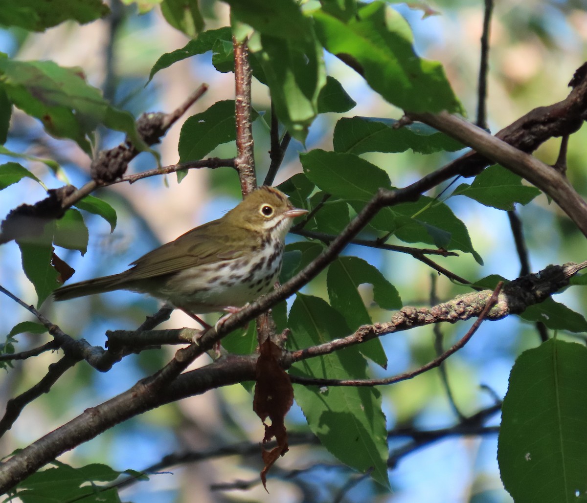 Ovenbird - ML485362281