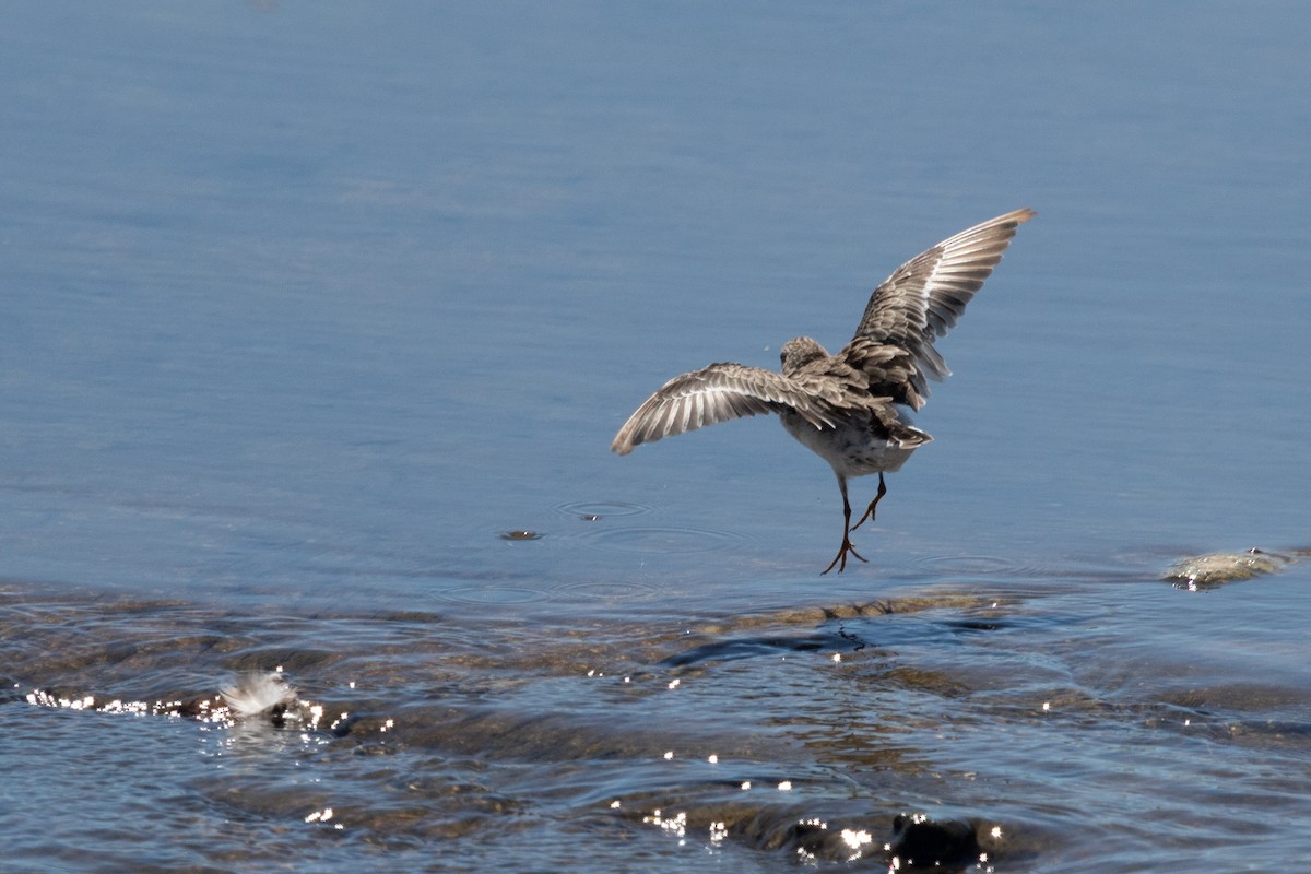 Least Sandpiper - ML485362651