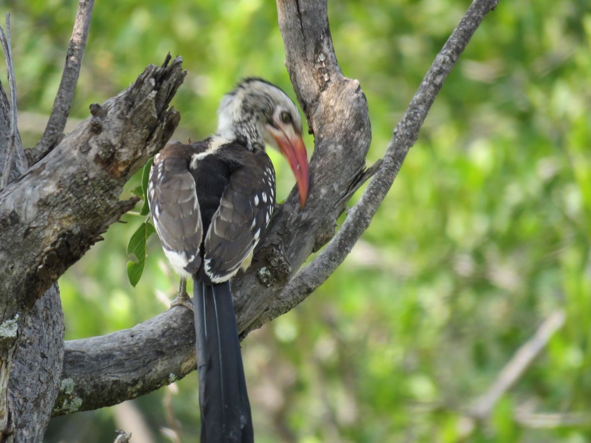 Southern Red-billed Hornbill - ML48536271