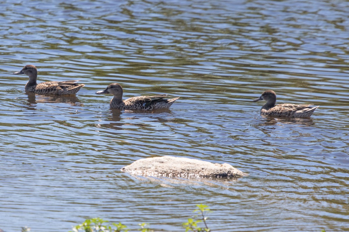 Blue-winged Teal - Rebecca Marschall