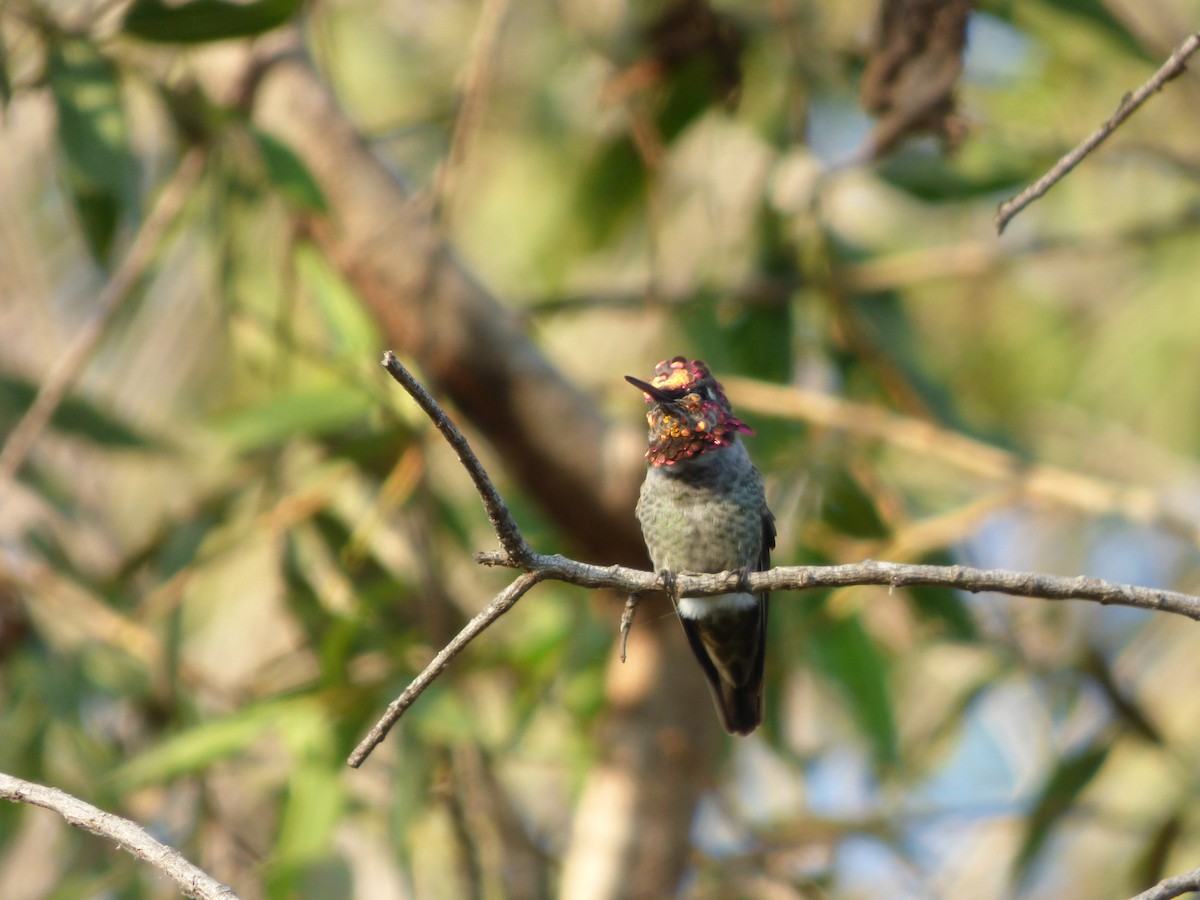 Anna's Hummingbird - ML485364431