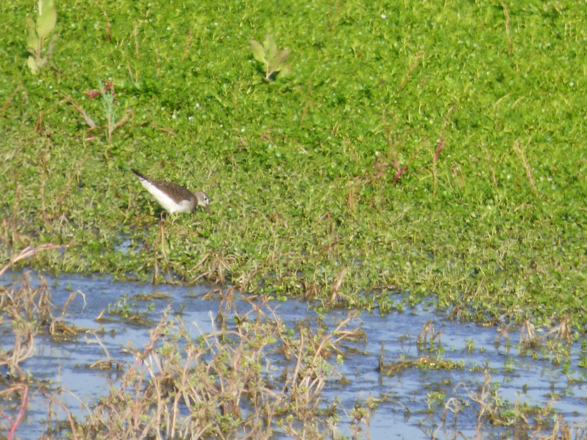 Solitary Sandpiper - ML485364661